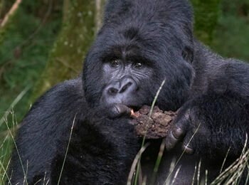 Wildlife Photography Gorilla