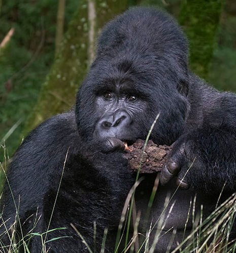 Wildlife Photography Gorilla